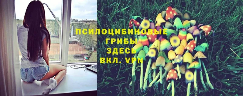 Галлюциногенные грибы Psilocybine cubensis  купить наркоту  Горбатов 